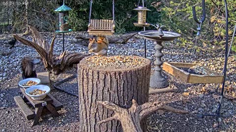 LIVE 24/7 Indiana Birds, Squirrels and Wildlife Feeder Cam