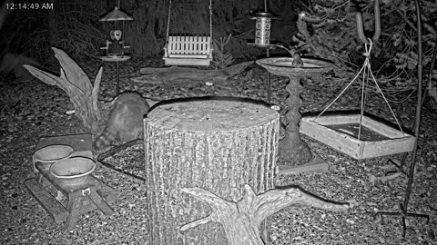 LIVE 24/7 Indiana Birds, Squirrels and Wildlife Feeder Cam