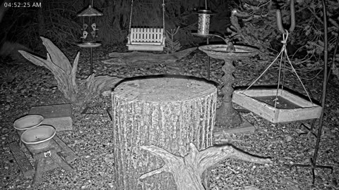 LIVE 24/7 Indiana Birds, Squirrels and Wildlife Feeder Cam