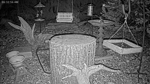 LIVE 24/7 Indiana Birds, Squirrels and Wildlife Feeder Cam