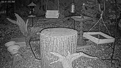 LIVE 24/7 Indiana Birds, Squirrels and Wildlife Feeder Cam