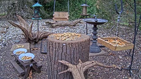 LIVE 24/7 Indiana Birds, Squirrels and Wildlife Feeder Cam