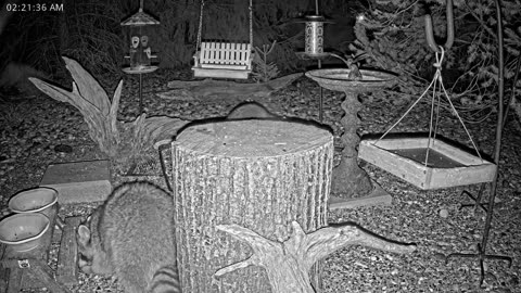 LIVE 24/7 Indiana Birds, Squirrels and Wildlife Feeder Cam