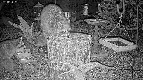 LIVE 24/7 Indiana Birds, Squirrels and Wildlife Feeder Cam