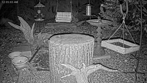 LIVE 24/7 Indiana Birds, Squirrels and Wildlife Feeder Cam