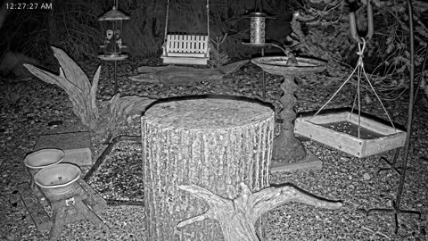 LIVE 24/7 Indiana Birds, Squirrels and Wildlife Feeder Cam