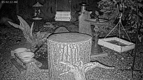 LIVE 24/7 Indiana Birds, Squirrels and Wildlife Feeder Cam