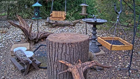 LIVE 24/7 Indiana Birds, Squirrels and Wildlife Feeder Cam