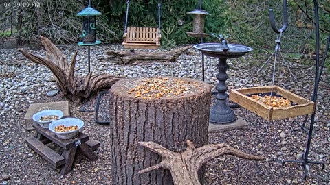LIVE 24/7 Indiana Birds, Squirrels and Wildlife Feeder Cam