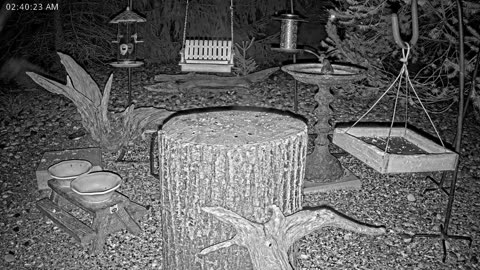 LIVE 24/7 Indiana Birds, Squirrels and Wildlife Feeder Cam