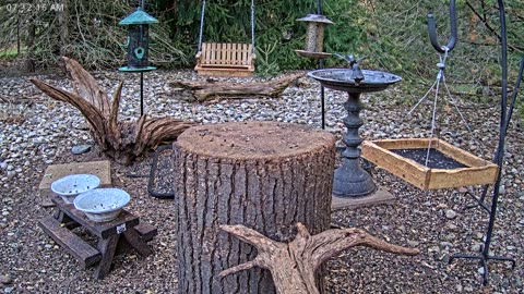 LIVE 24/7 Indiana Birds, Squirrels and Wildlife Feeder Cam