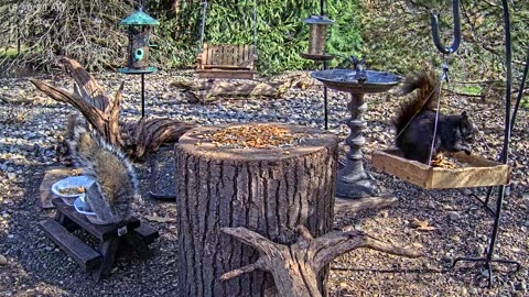 LIVE 24/7 Indiana Birds, Squirrels and Wildlife Feeder Cam