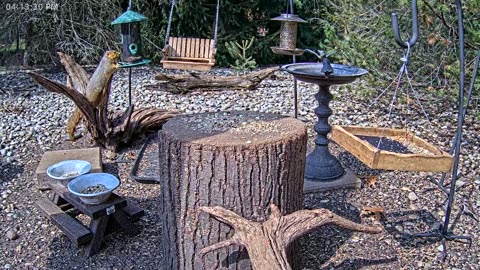 LIVE 24/7 Indiana Birds, Squirrels and Wildlife Feeder Cam