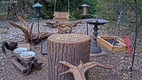 LIVE 24/7 Indiana Birds, Squirrels and Wildlife Feeder Cam