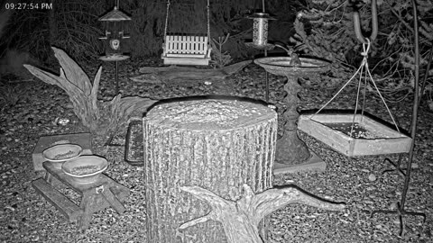 LIVE 24/7 Indiana Birds, Squirrels and Wildlife Feeder Cam