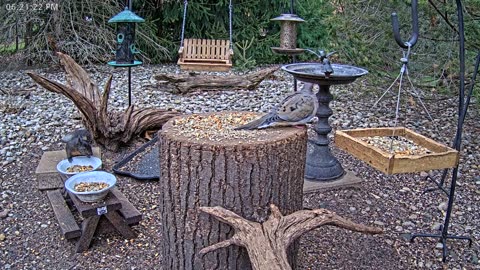 LIVE 24/7 Indiana Birds, Squirrels and Wildlife Feeder Cam