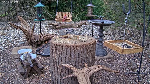 LIVE 24/7 Indiana Birds, Squirrels and Wildlife Feeder Cam