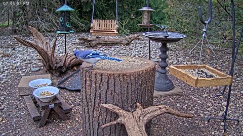 LIVE 24/7 Indiana Birds, Squirrels and Wildlife Feeder Cam