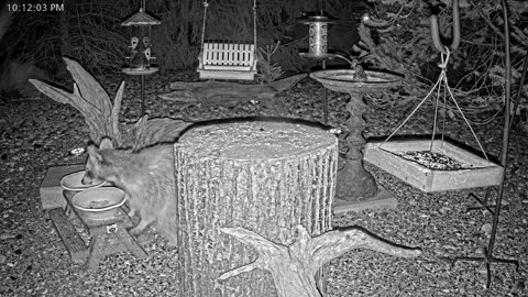 LIVE 24/7 Indiana Birds, Squirrels and Wildlife Feeder Cam