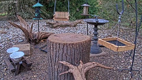 LIVE 24/7 Indiana Birds, Squirrels and Wildlife Feeder Cam
