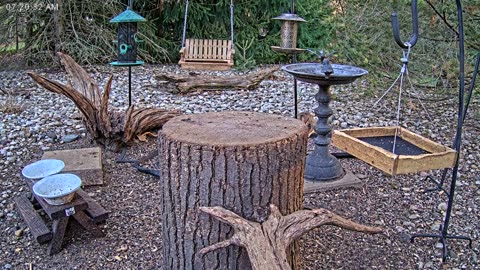 LIVE 24/7 Indiana Birds, Squirrels and Wildlife Feeder Cam