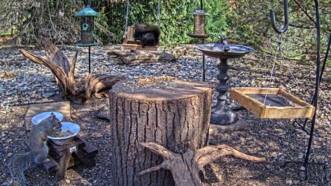 LIVE 24/7 Indiana Birds, Squirrels and Wildlife Feeder Cam