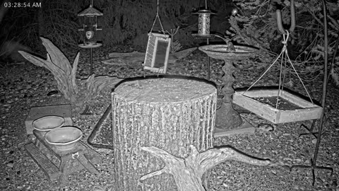 LIVE 24/7 Indiana Birds, Squirrels and Wildlife Feeder Cam