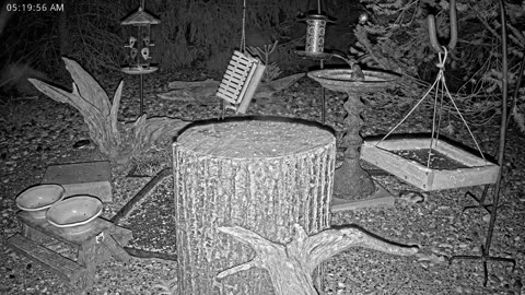 LIVE 24/7 Indiana Birds, Squirrels and Wildlife Feeder Cam