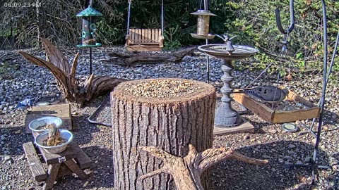 LIVE 24/7 Indiana Birds, Squirrels and Wildlife Feeder Cam