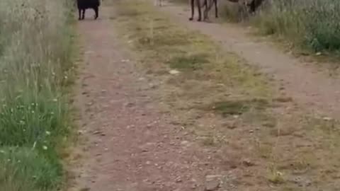 🚂🐑 When you try to catch life’s fast train! 😂💨#ChasingDreams 🌟 #NeverGiveUp 💪 #LifeIsARace 🚂💨