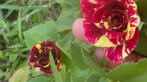 My garden roses