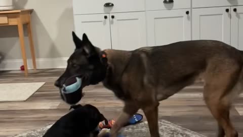 Malinois Boops Ball With Her Snout