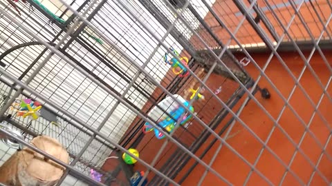 Wendi primate gets GROOMED by Capuchin monkey! FIRST TIME!