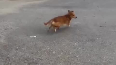 #viralfunnyvideo#viralfun#fununlimited#try not to laugh#