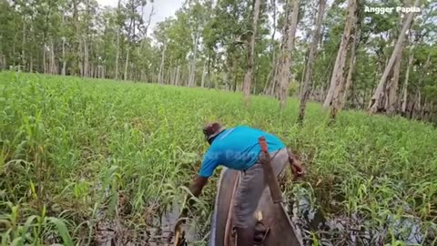 Hunting Tilapia with Arrows?! Primitive Fishing Skills in Action
