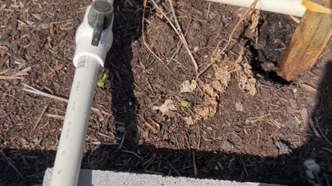 PVC watering system for the raised beds