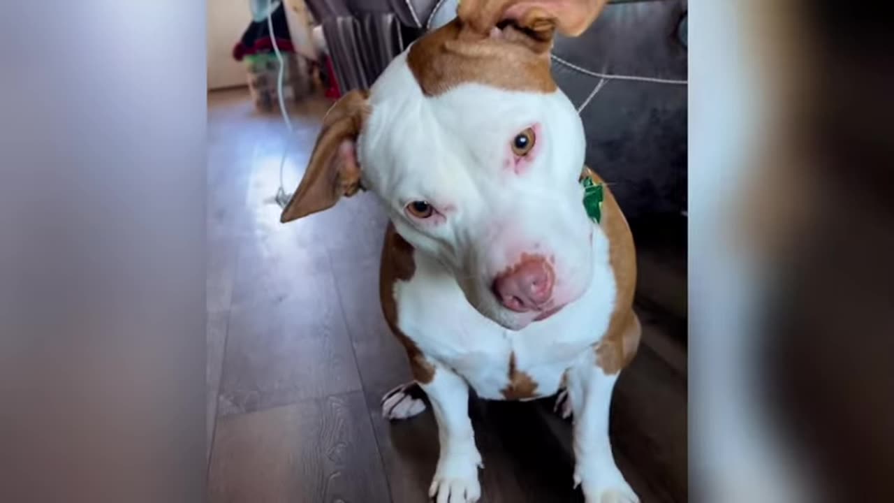 Mom brought home a Dog and His reaction is Priceless!