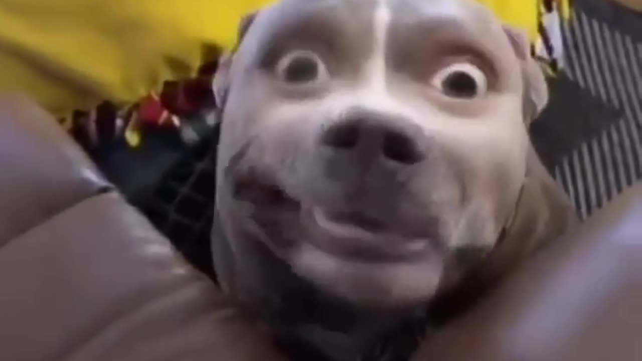 Fun animal