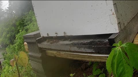Thursday Evening Bees in the Rain