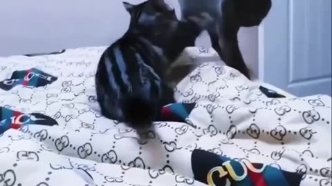 😂😂 This Cat's Reaction is Hilarious! | FunFM