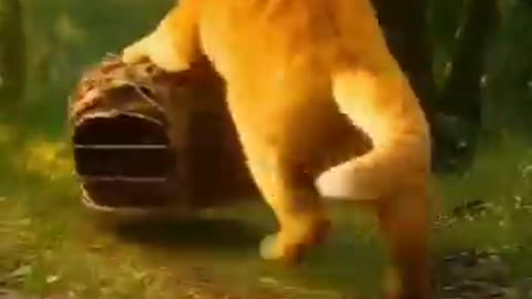 Cats