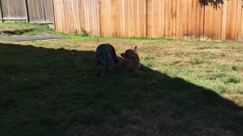 backyard hang 32908234098