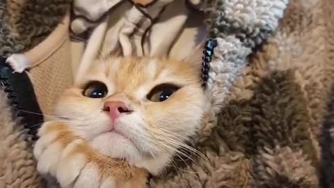 Hide and seek kitten
