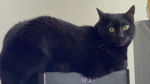Cute Precious Piper Practices Posing for a Statue - Adopting a Cat from a Shelter Vlog