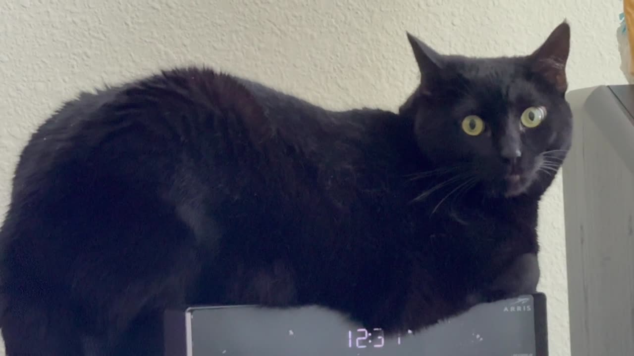 Cute Precious Piper Practices Posing for a Statue - Adopting a Cat from a Shelter Vlog