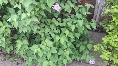 Lilacs