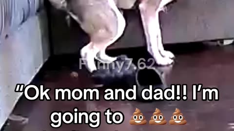 Dog’s Hilarious Potty Confession Caught!