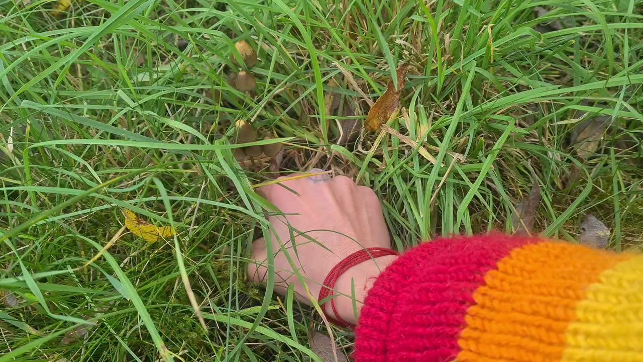 Liberty caps: identification & where they grow