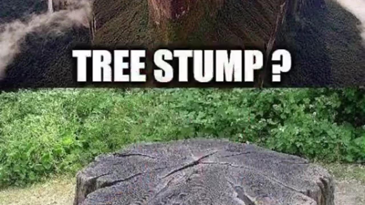 Giant trees that grew miles tall and hold tales of old.