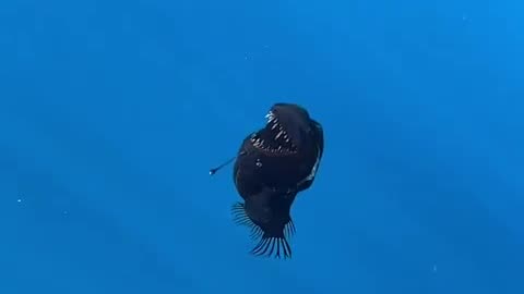 First-ever video footage of a rare deep-sea Black Devil fish in shallow waters near Tenerife.